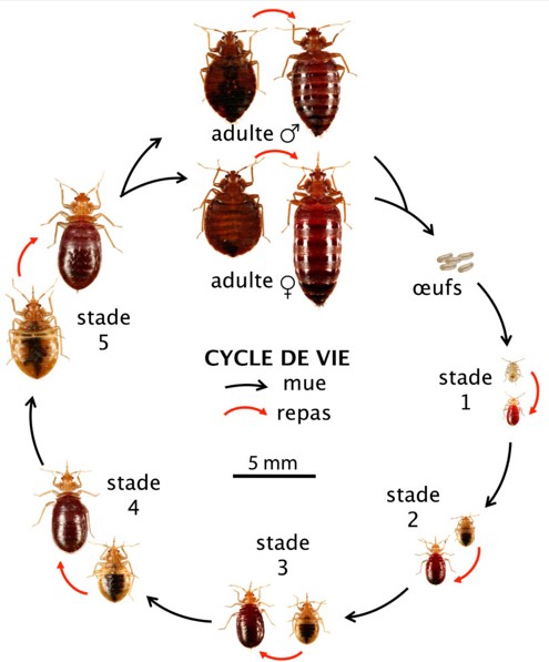 cylcle de vie des punaises