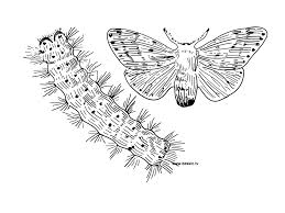dessin de chenille processionnaire et d'un papillon