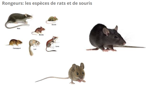 rats