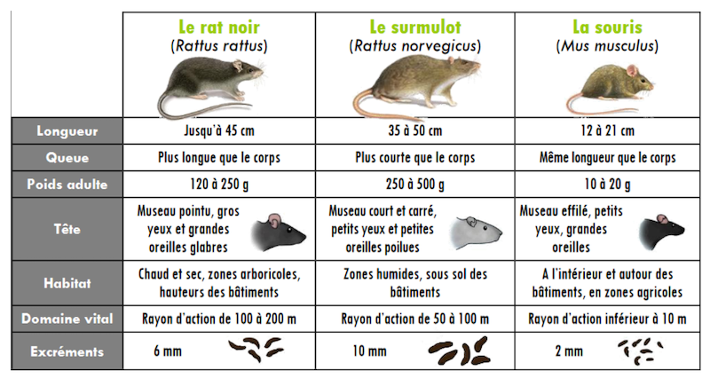 distinction rats souris