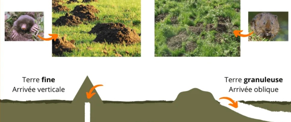 différence entre la taupe et le rat taupier