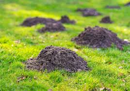 dessin de chenille processionnaire et d'un papillon